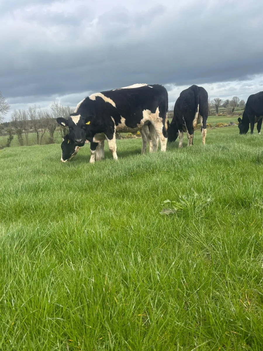 3 Maiden heifers - Image 1