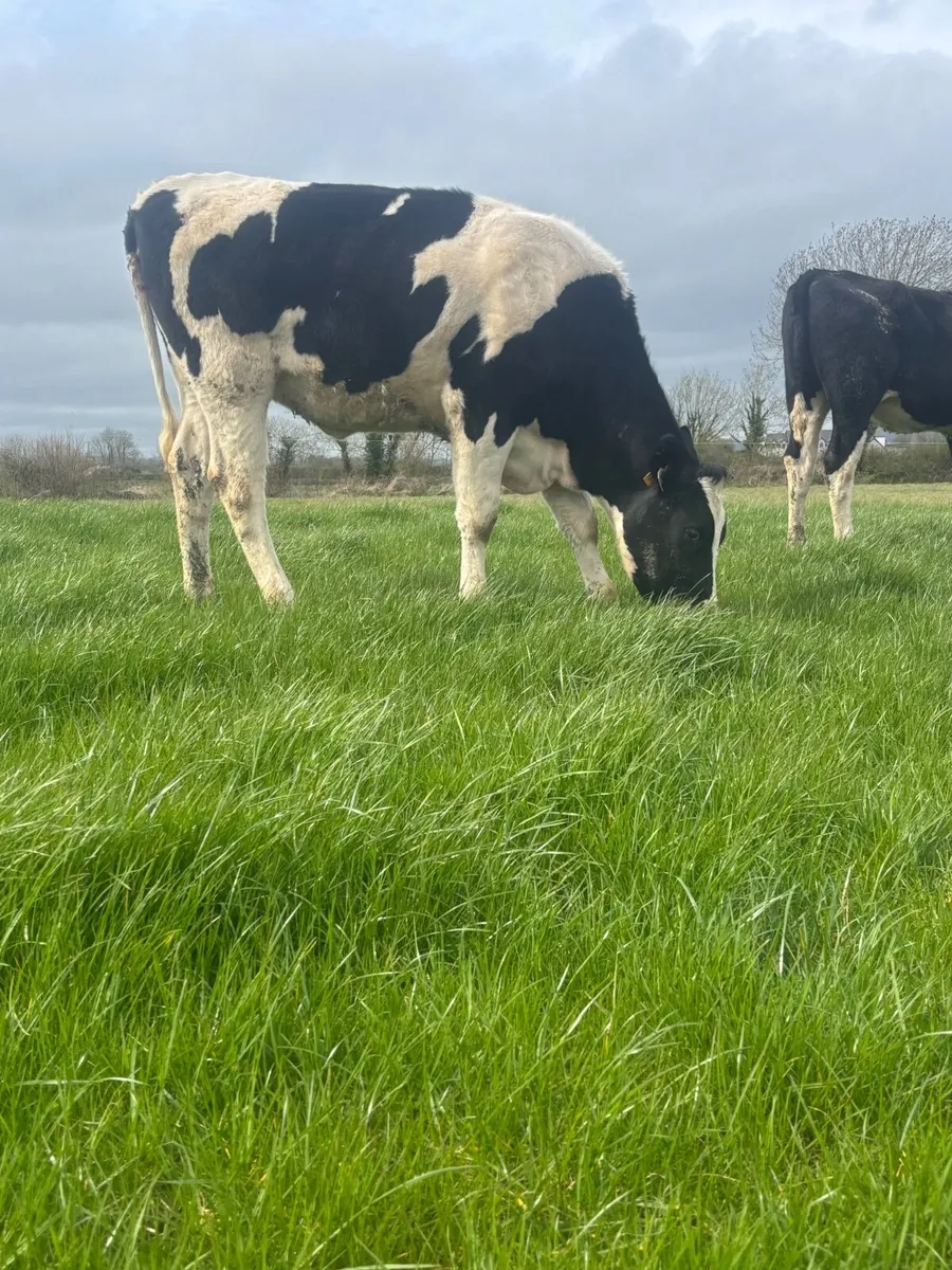 3 Maiden heifers - Image 2