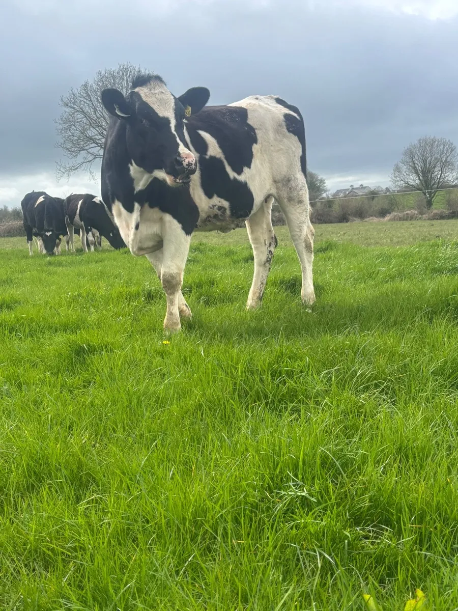 3 Maiden heifers - Image 4