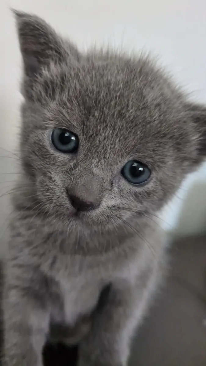 Russian Blue Kittens - GCCF registered - Dublin - Image 2