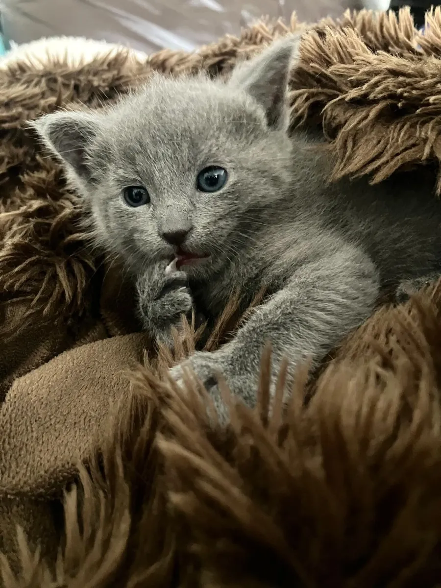 Russian Blue Kittens - GCCF registered - Dublin - Image 3