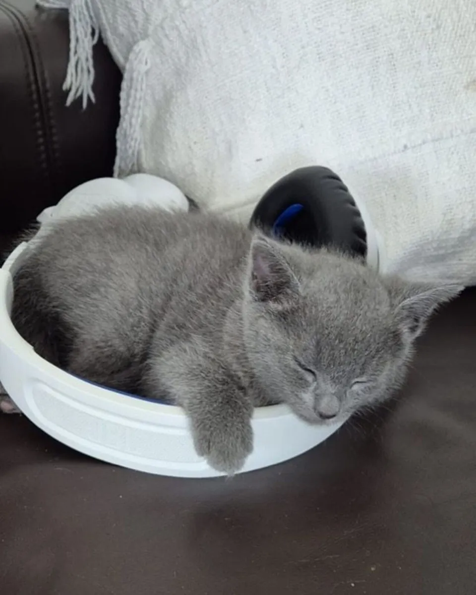 Russian Blue Kittens - GCCF registered - Dublin - Image 4