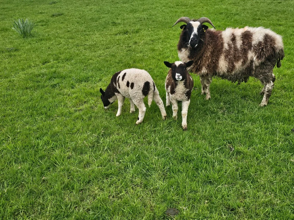 Jacob Ewe with 2 lambs - Image 3