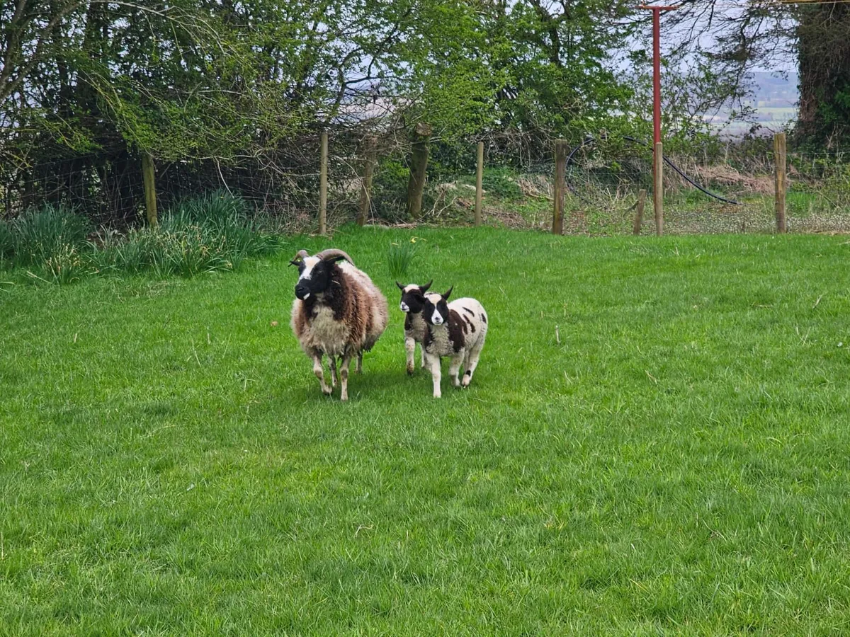 Jacob Ewe with 2 lambs - Image 2