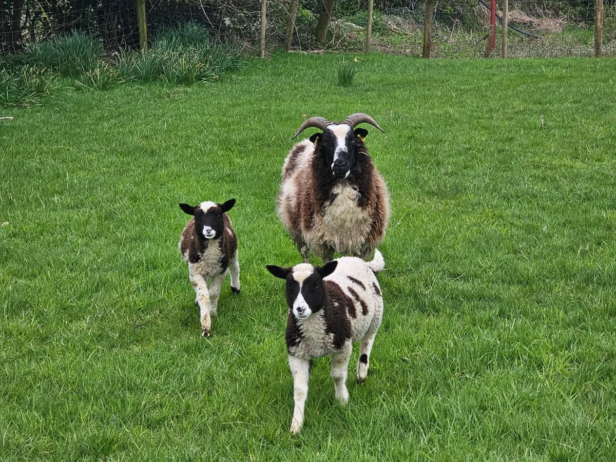 Jacob Ewe with 2 lambs - Image 1