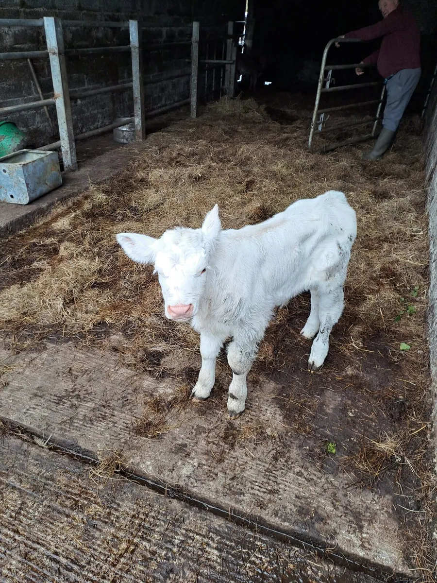 Super Charolais Bull Calf