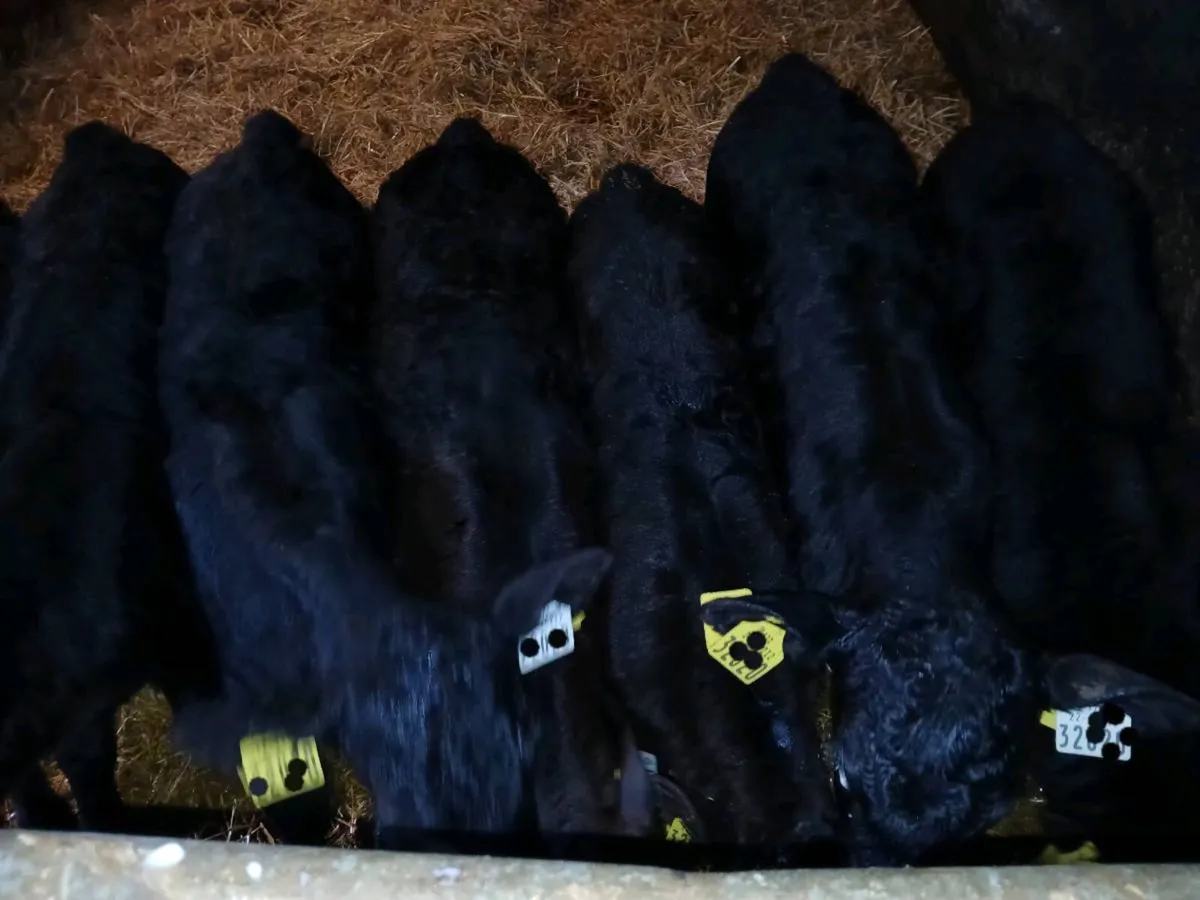 Angus 17bulls & 16heifers, 4friesian bull calves - Image 2