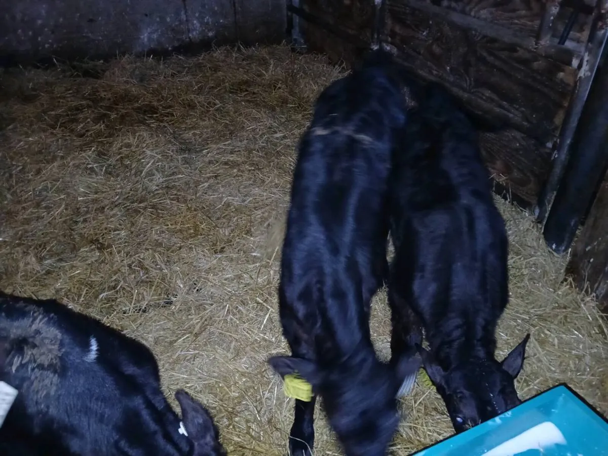 Angus 17bulls & 16heifers, 4friesian bull calves - Image 3