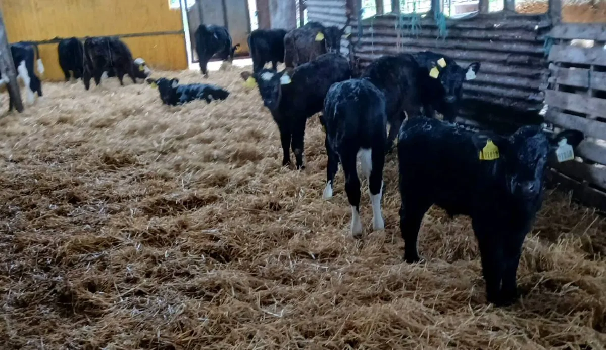 Angus 17bulls & 16heifers, 4friesian bull calves - Image 1