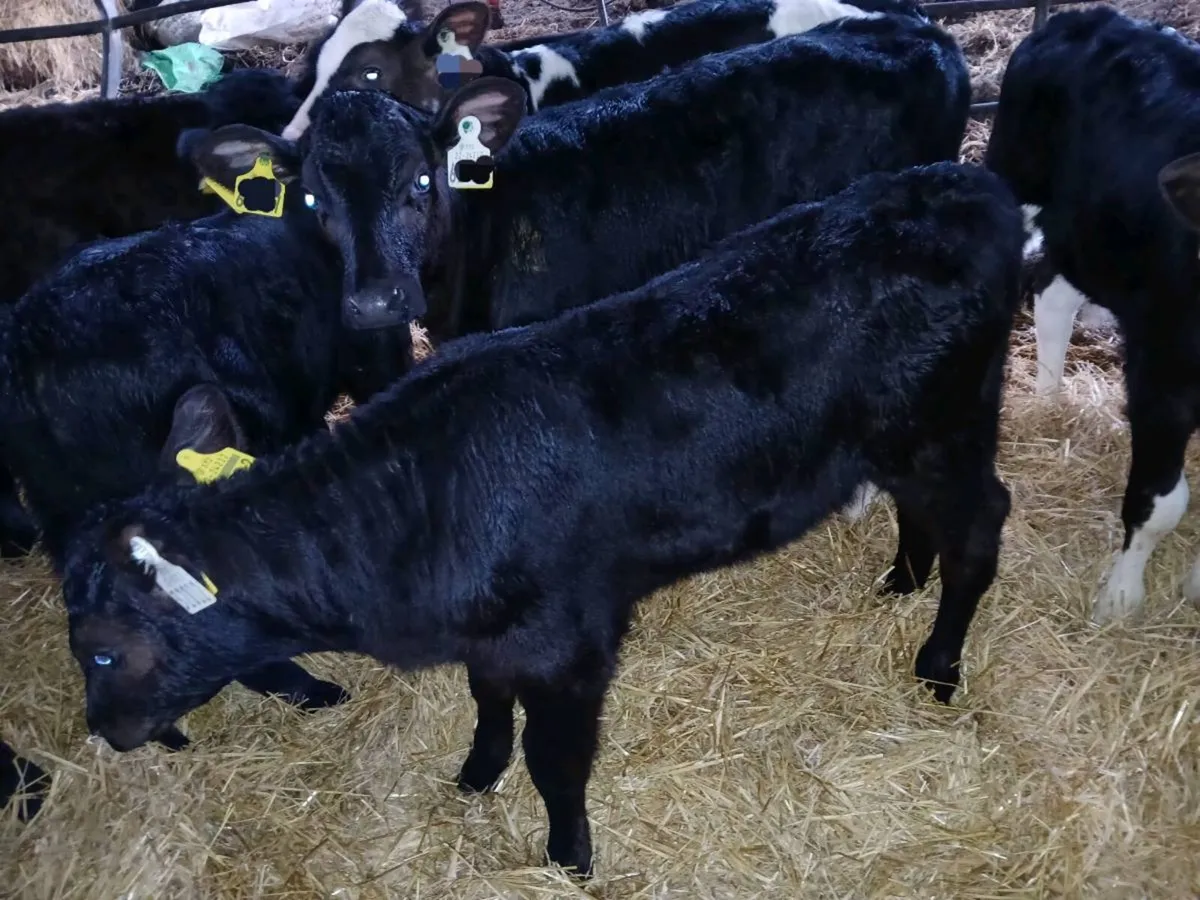 Angus 17bulls & 16heifers, 4friesian bull calves - Image 4