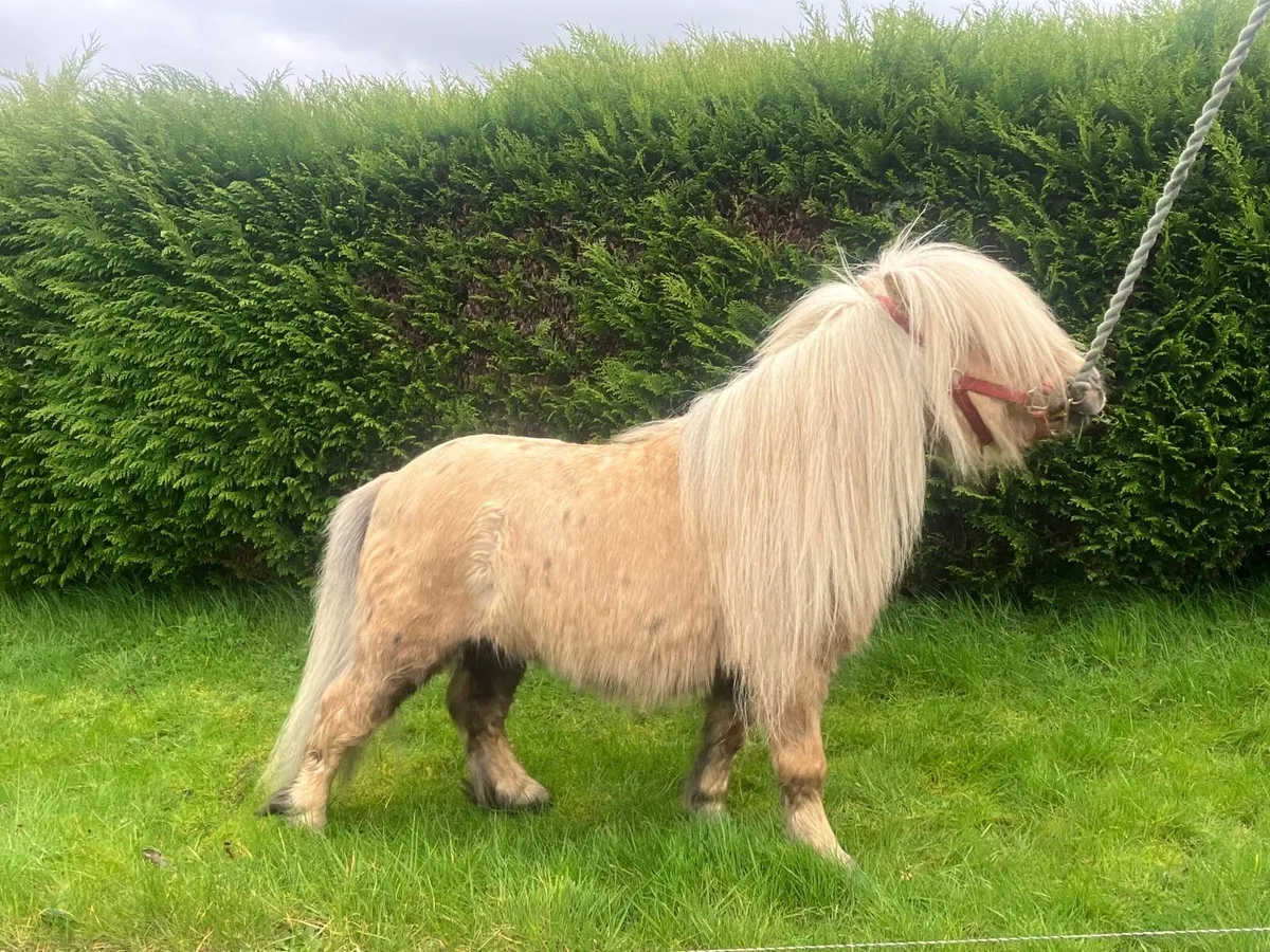 Registered Palomino fellabella stallion - Image 2