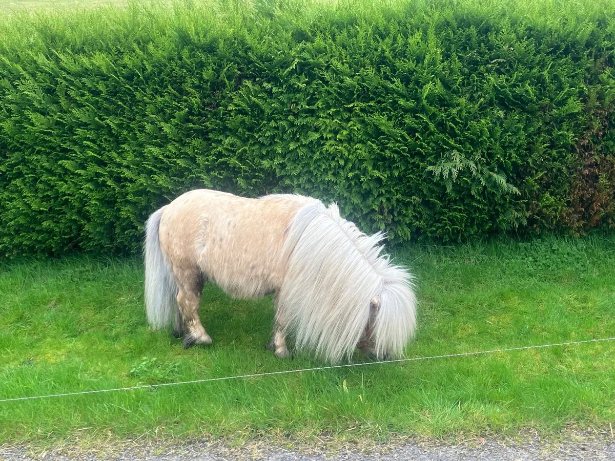 Registered Palomino fellabella stallion - Image 1