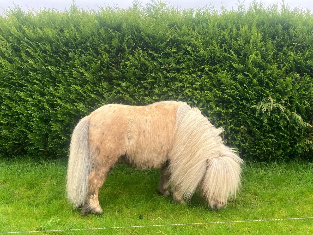 Registered Palomino fellabella stallion - Image 3