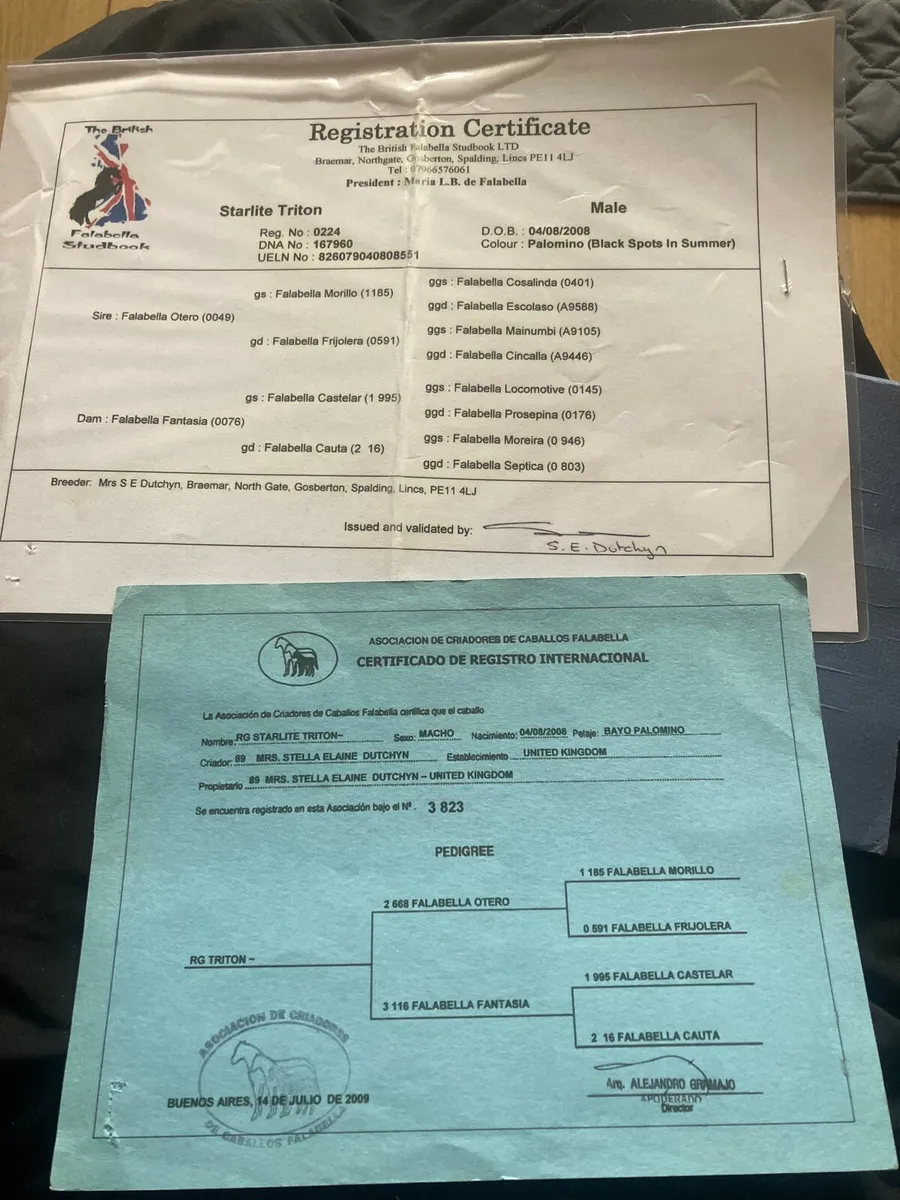 Registered Palomino fellabella stallion - Image 4