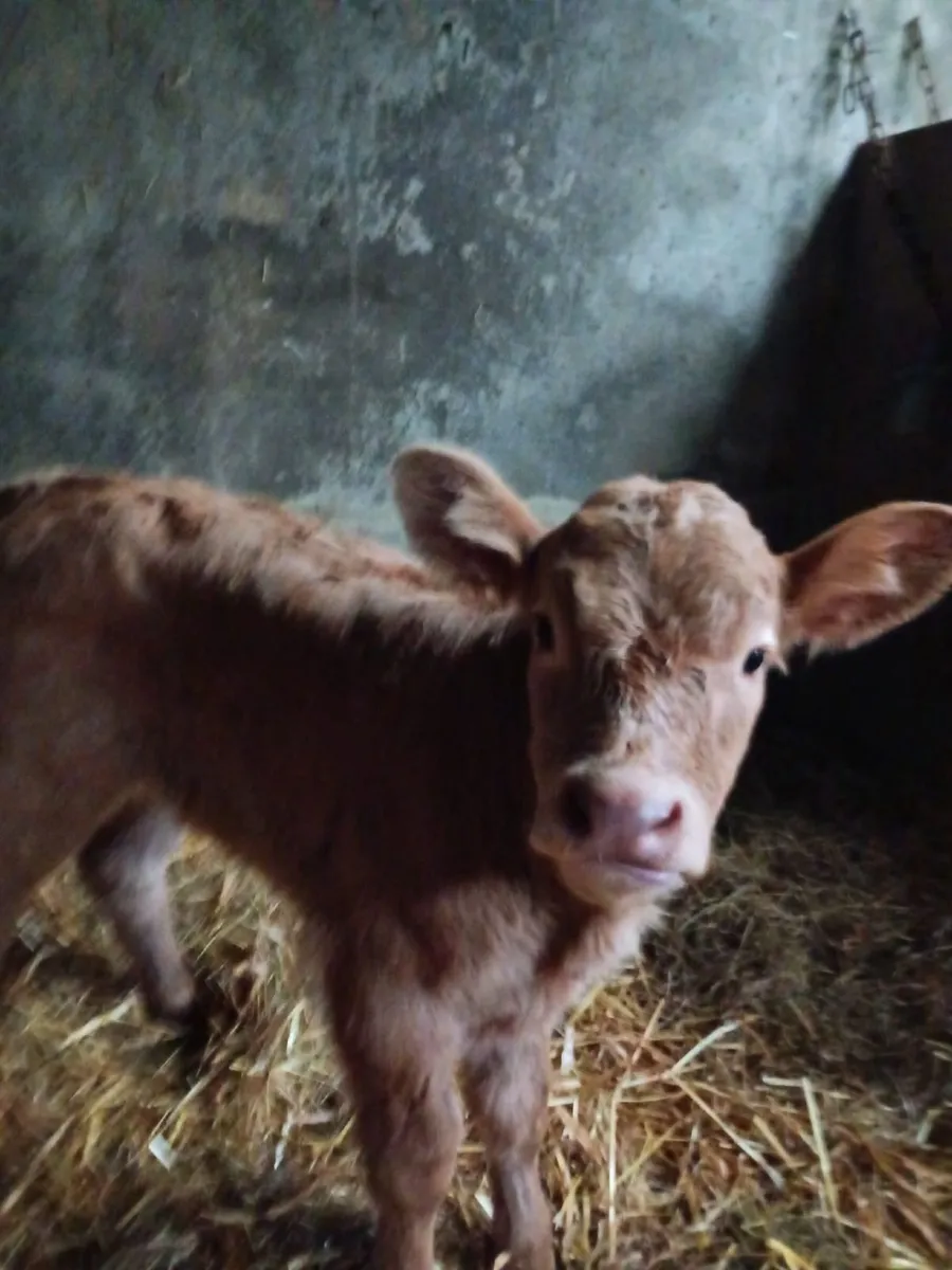 Suckler Bred Heifer Calf - Image 1