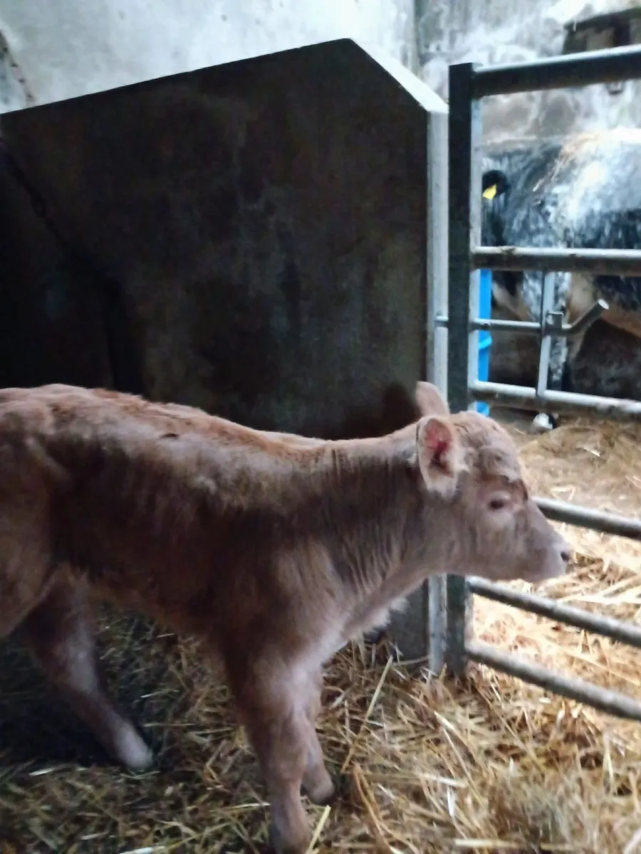 Suckler Bred Heifer Calf - Image 3
