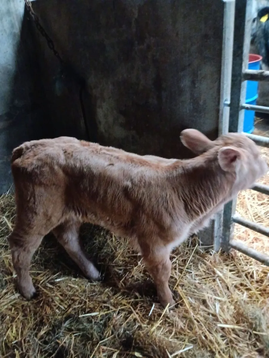 Suckler Bred Heifer Calf - Image 2
