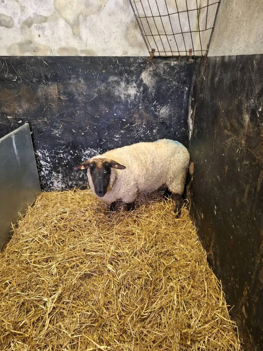Foster ewe for sale