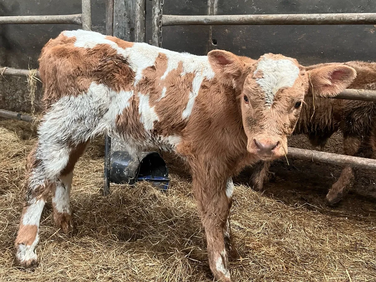 Calves - Image 1