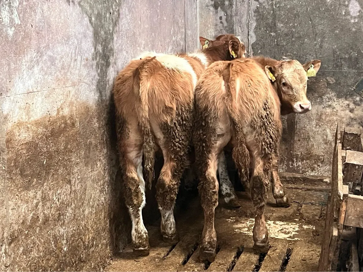 Calves - Image 4