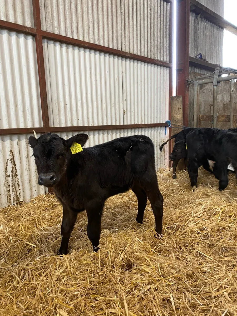 Angus calves - Image 1