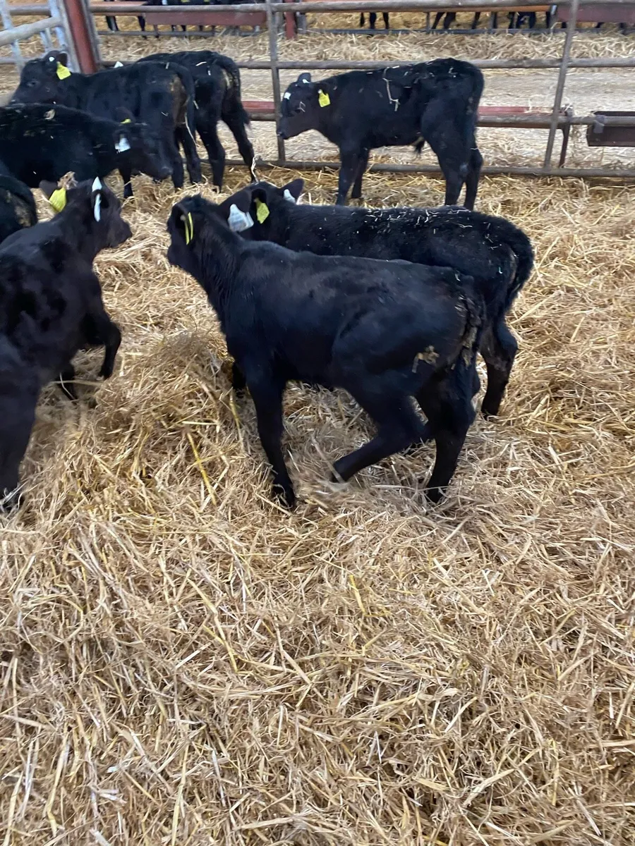 Angus calves - Image 2