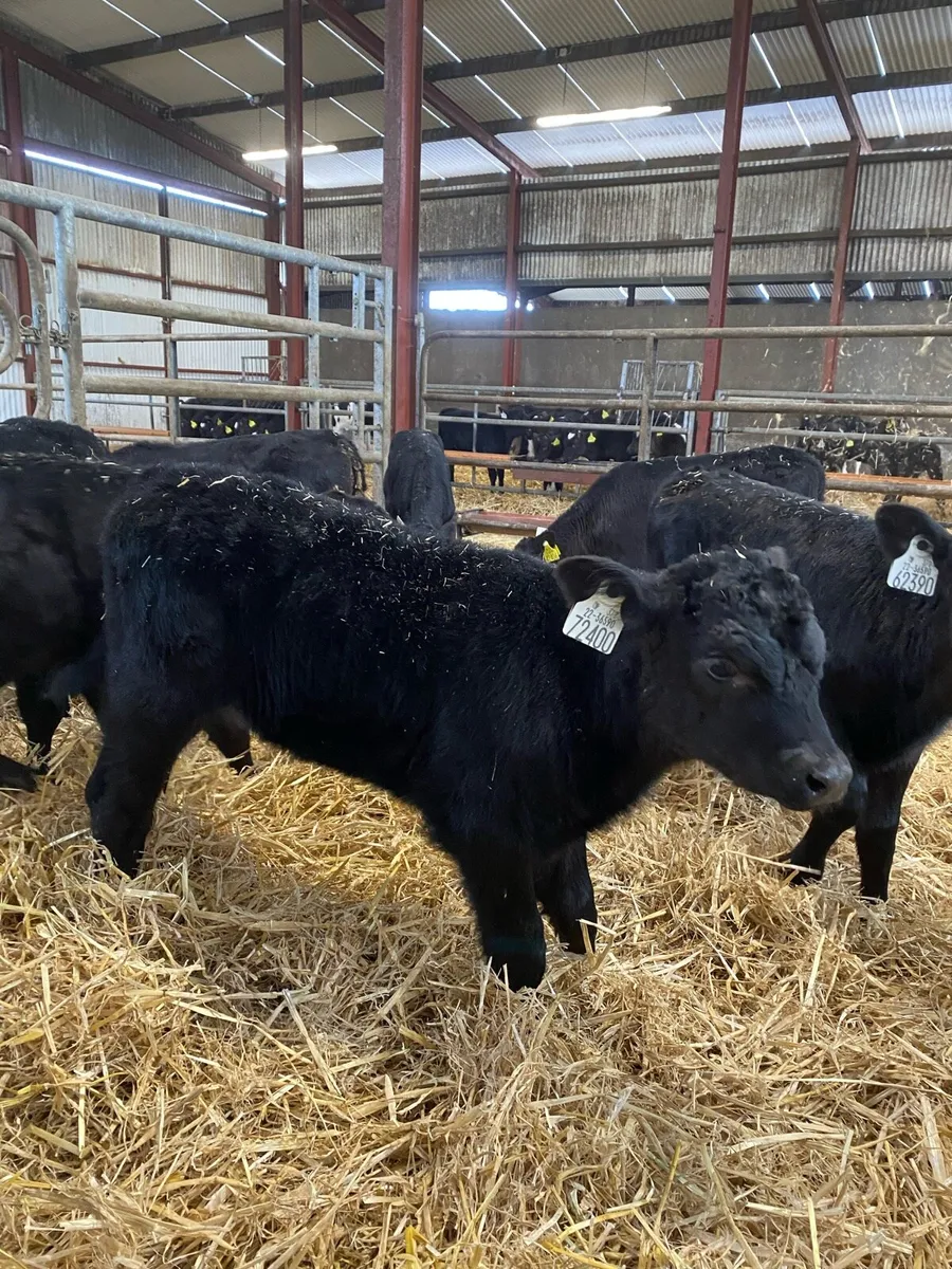 Angus calves - Image 3