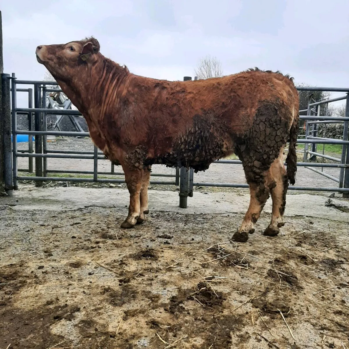 Breeding Heifers, Balla Mart, Sat 11th April - Image 2