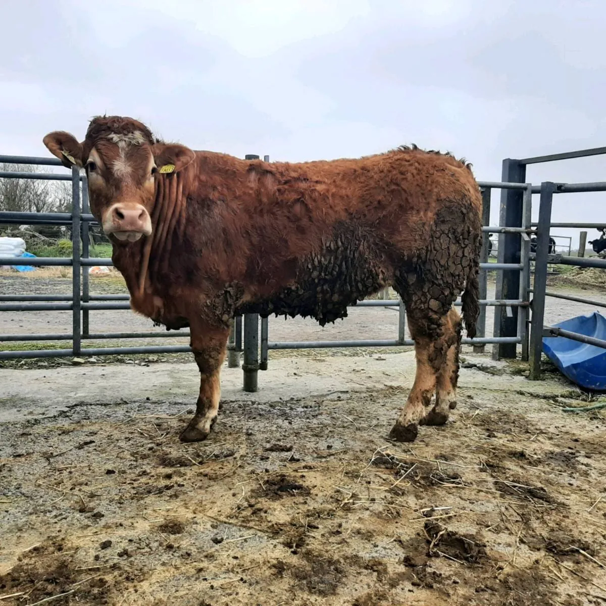 Breeding Heifers, Balla Mart, Sat 11th April - Image 3