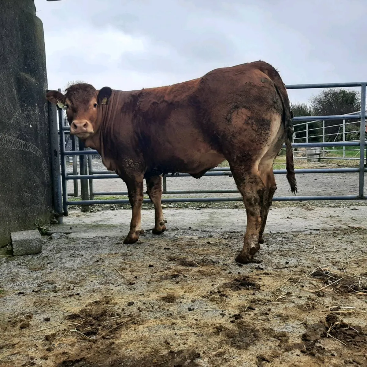 Breeding Heifers, Balla Mart, Sat 11th April - Image 4