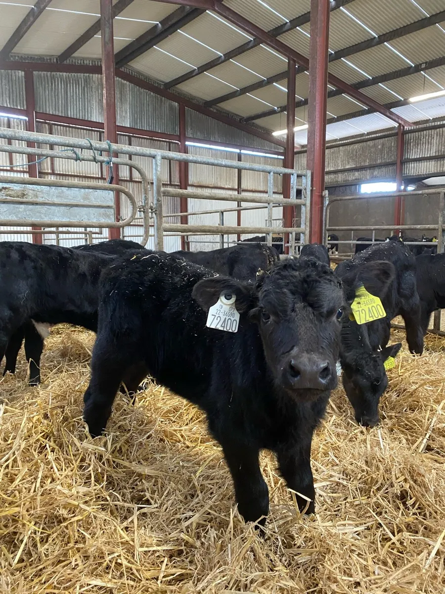 Angus calves - Image 4