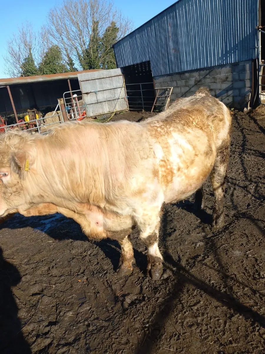 Charolais Bull - Image 1