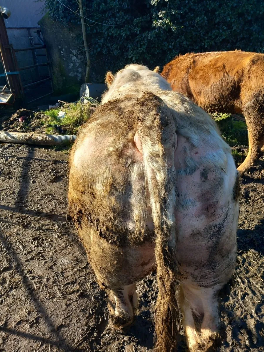 Charolais Bull - Image 2