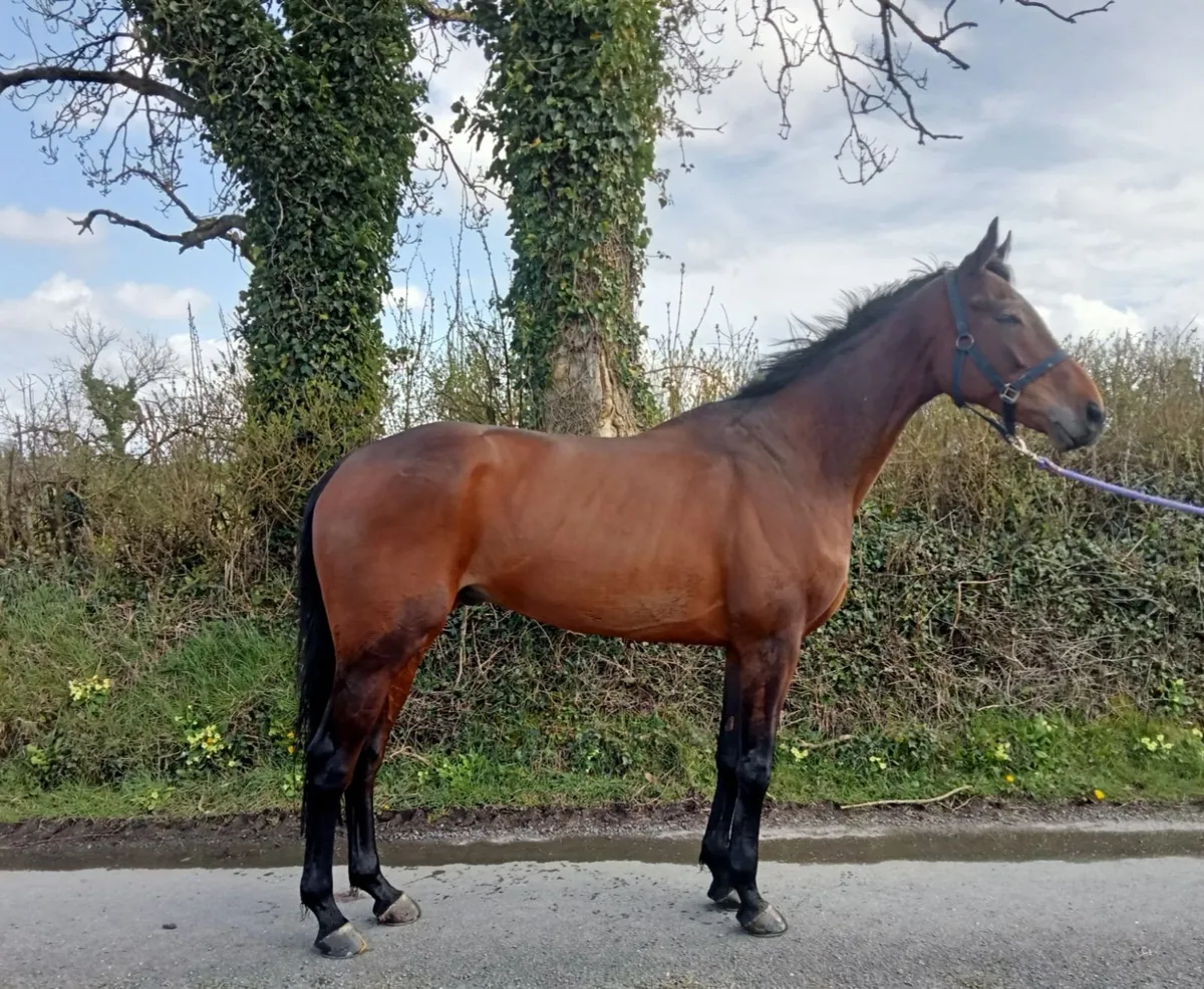 Race horse - Image 3