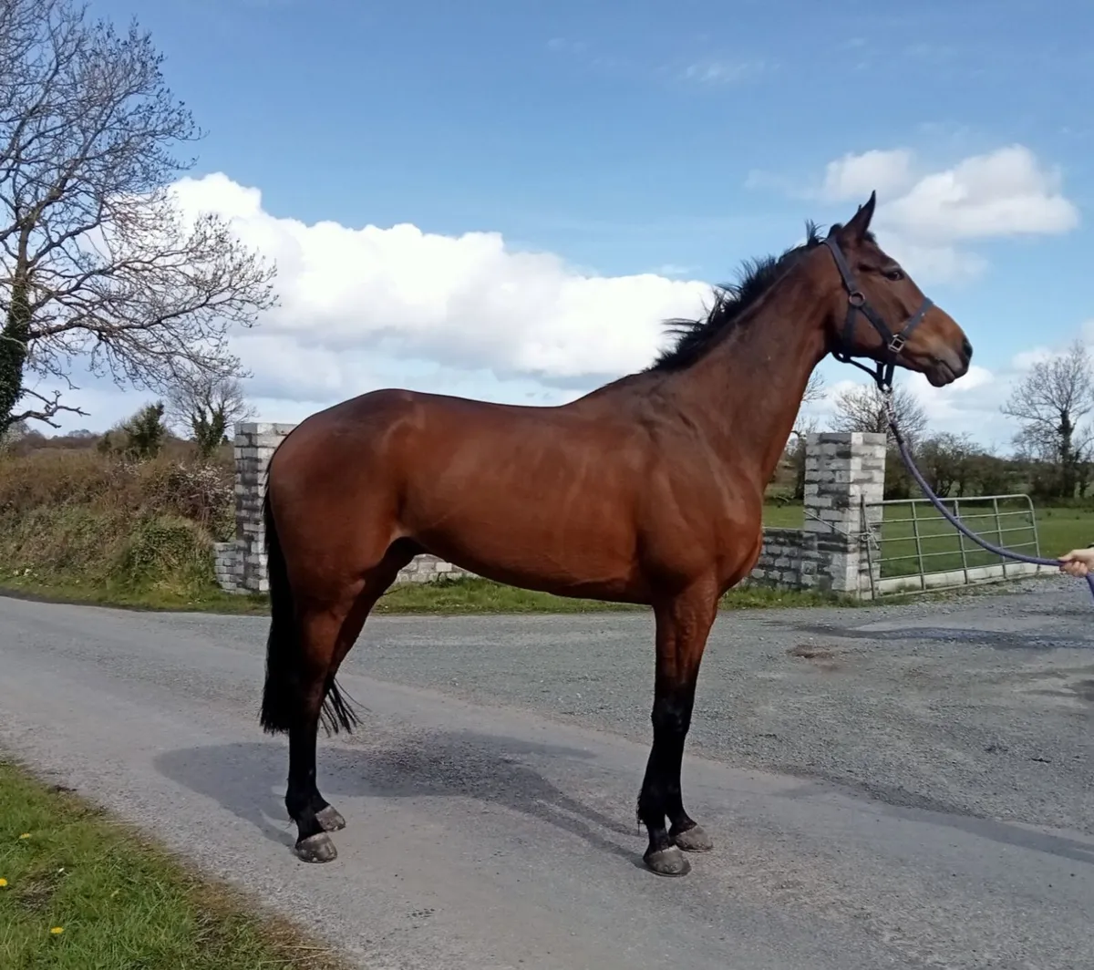 Race horse - Image 1