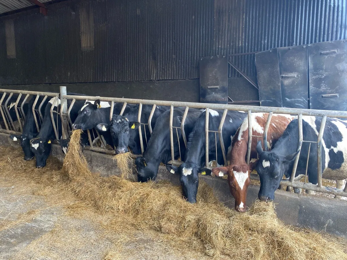 20 Top Quality Heifers (10 Calved & 10 In-Calf) - Image 1