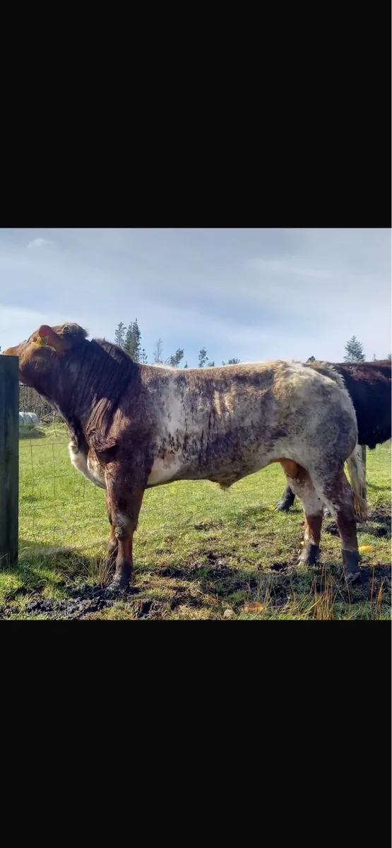 Belgian Blue Bull - Image 1