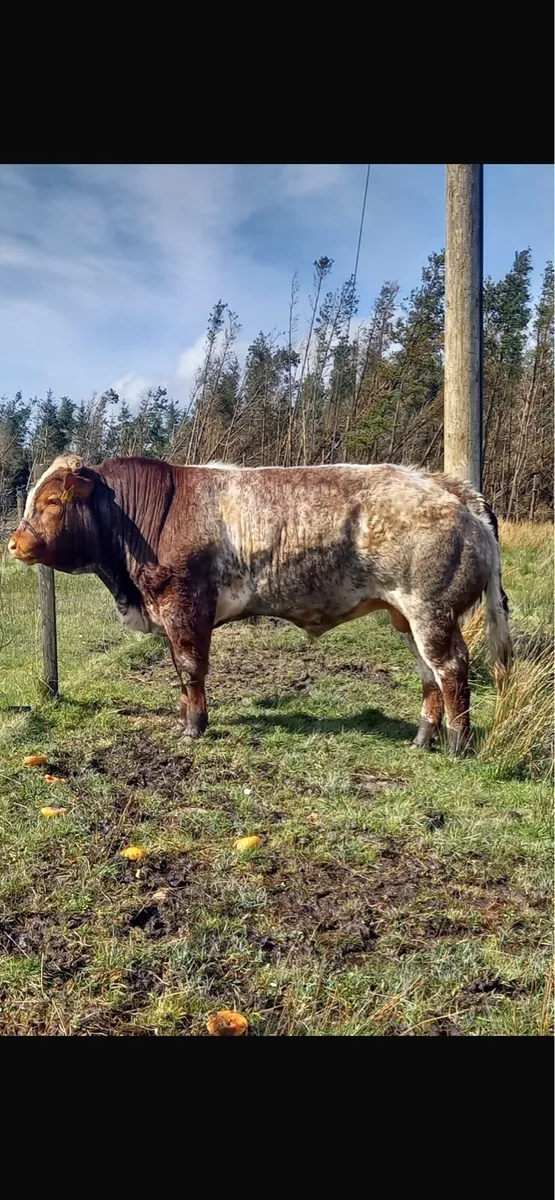 Belgian Blue Bull - Image 2
