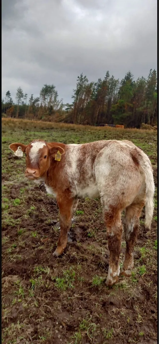 Belgian Blue Bull - Image 3