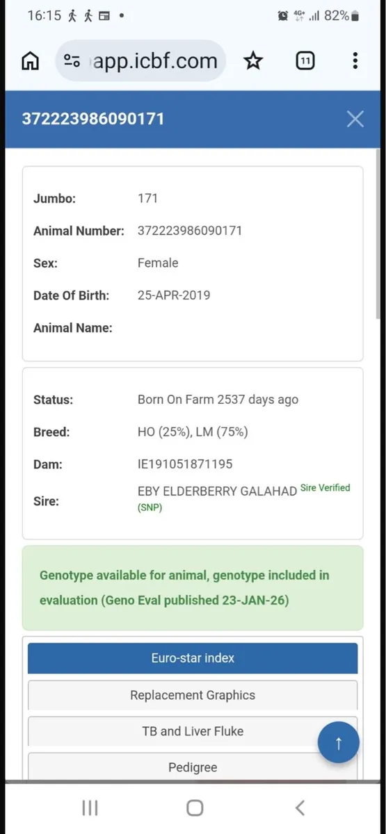 Belgian Blue Bull - Image 4