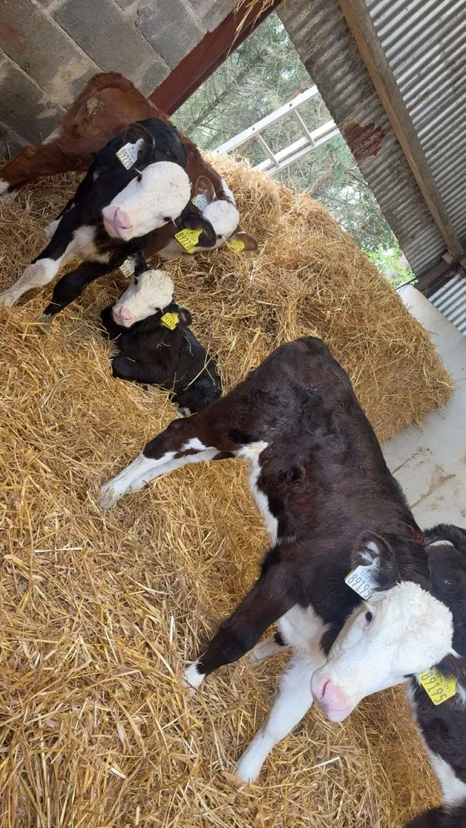 Whitehead Heifers - Image 1
