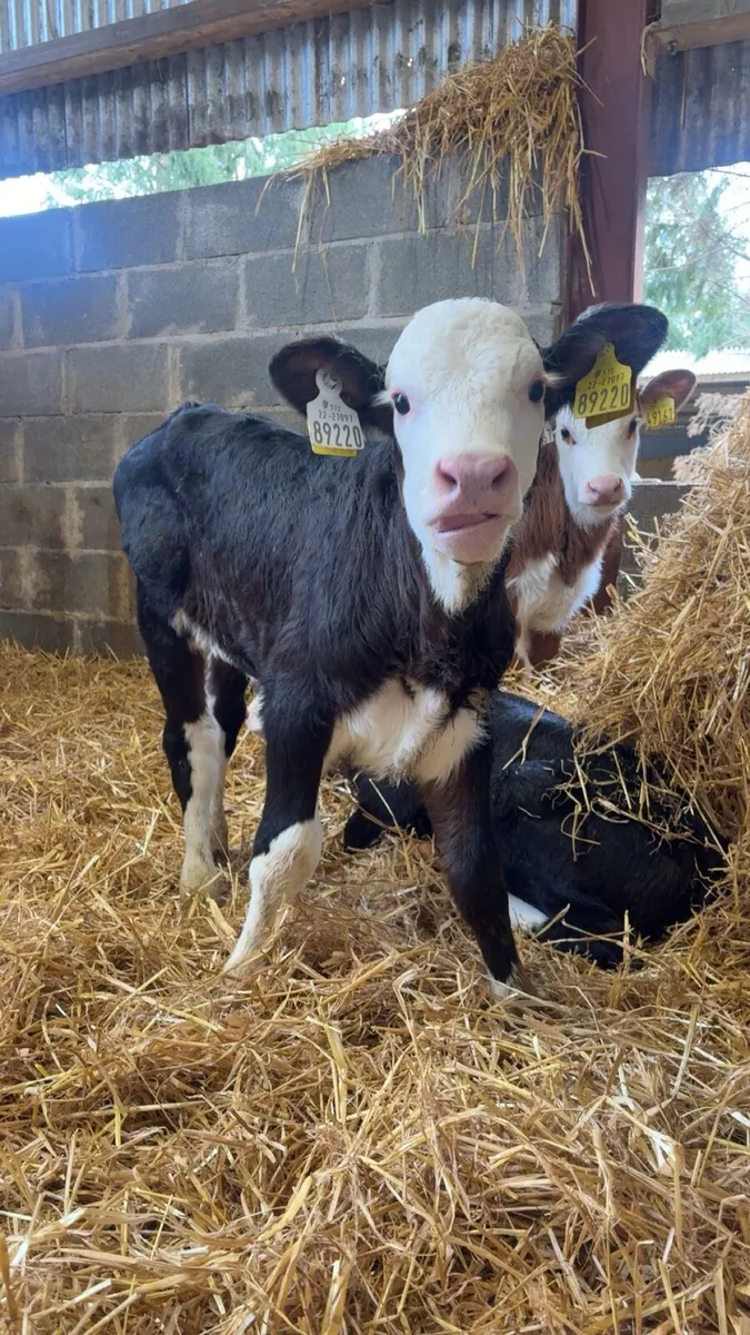 Whitehead Heifers - Image 2