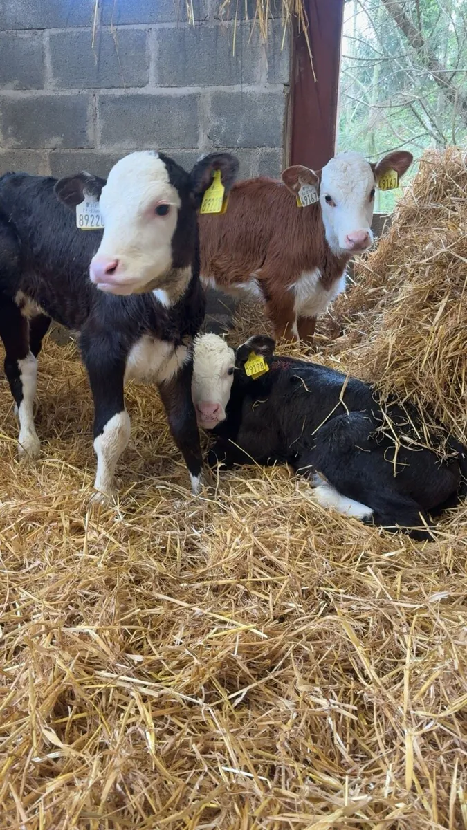 Whitehead Heifers - Image 3