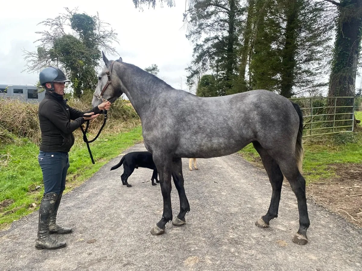 Connemara Type for sale