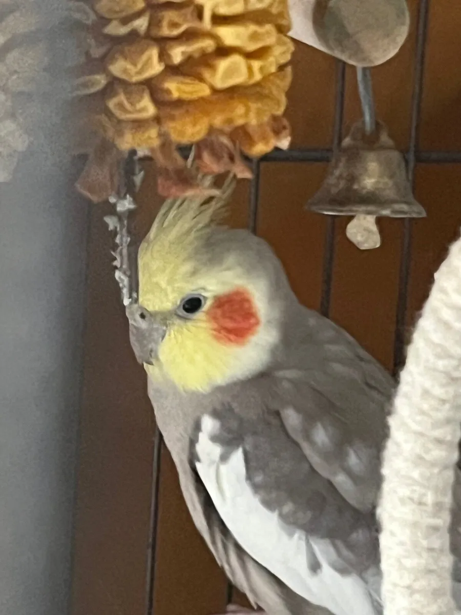 Male cocatiel  1 year old - Image 1