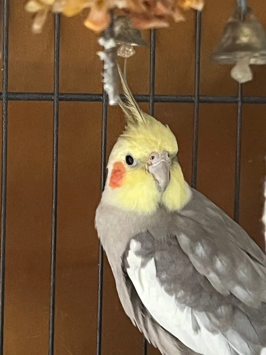 Male cocatiel  1 year old - Image 2