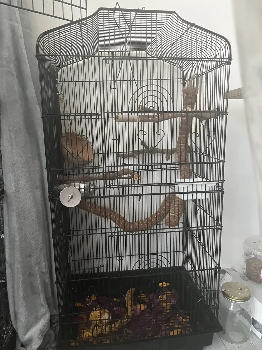 Male cocatiel  1 year old - Image 4