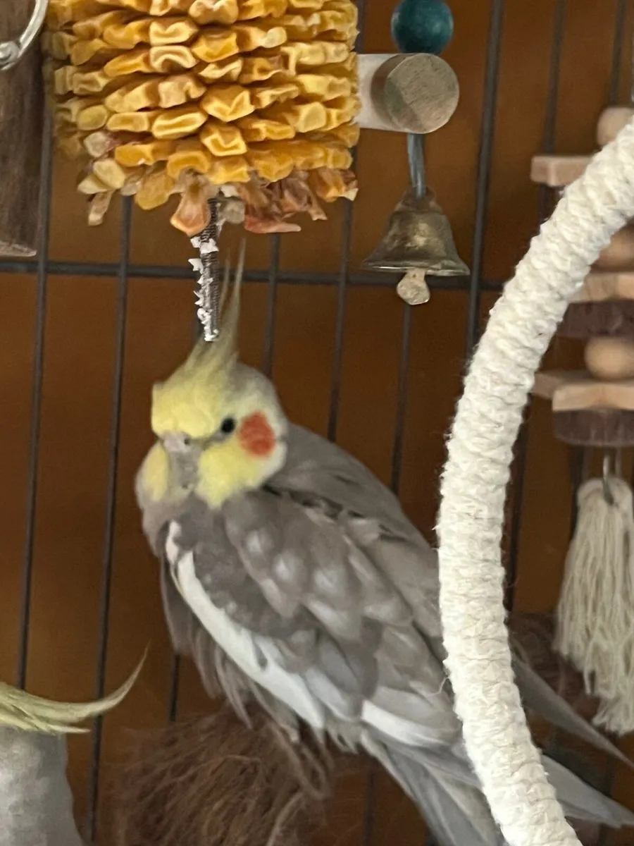 Male cocatiel  1 year old - Image 3