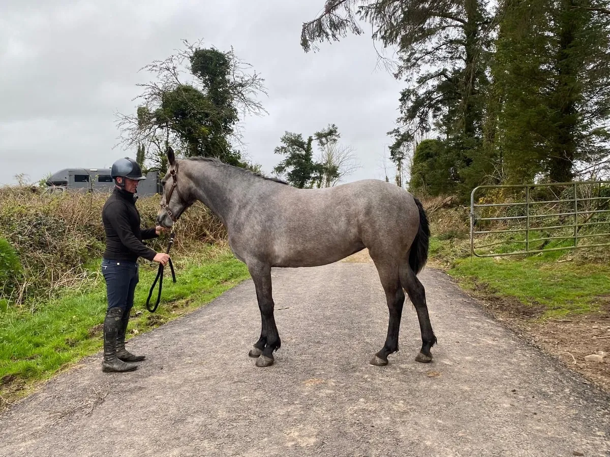 Dun Connie type for sale