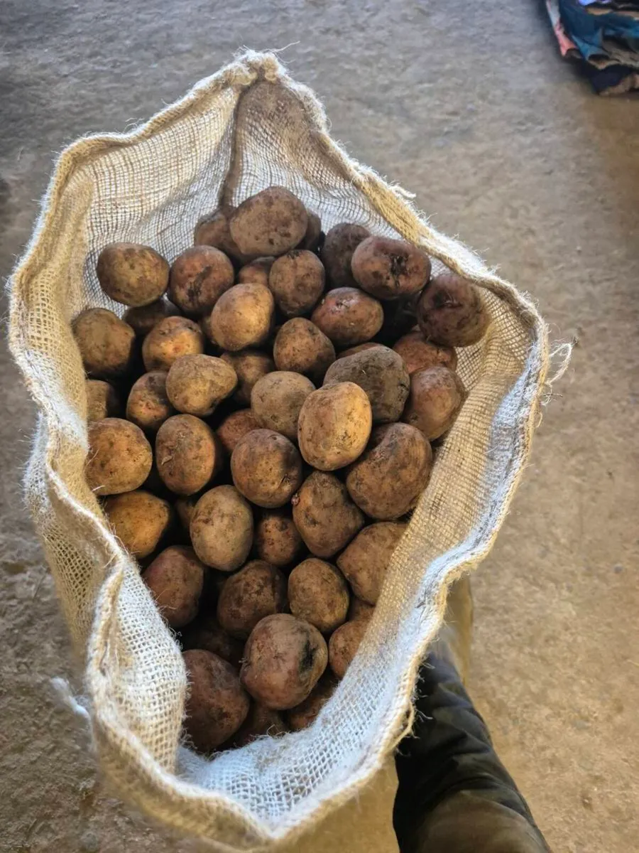 Kerrs Pinks Seed for Sale - Image 2